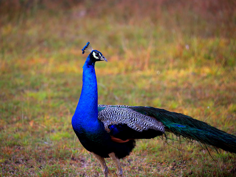 Wilpattu Safari Camping, Camping in Wilpattu, Safari Camping in Wilpattu, Wilpattu Safari Camping Tours, Camping Safaris in Wilpattu, Wilpattu Safari Camp, Wilpattu Camping, Safari Camping in Wilpattu, Wilpattu Camping Safari Tours