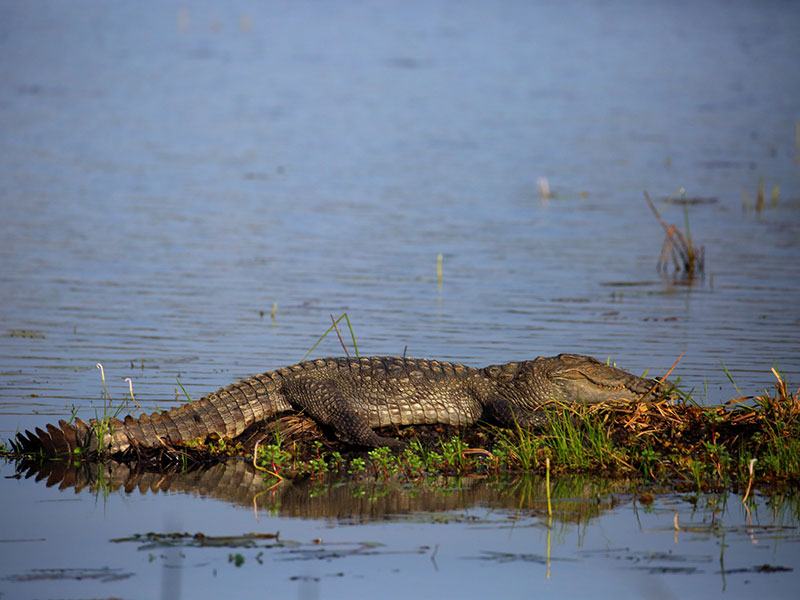 Wilpattu Safari Camping, Camping in Wilpattu, Safari Camping in Wilpattu, Wilpattu Safari Camping Tours, Camping Safaris in Wilpattu, Wilpattu Safari Camp, Wilpattu Camping, Safari Camping in Wilpattu, Wilpattu Camping Safari Tours