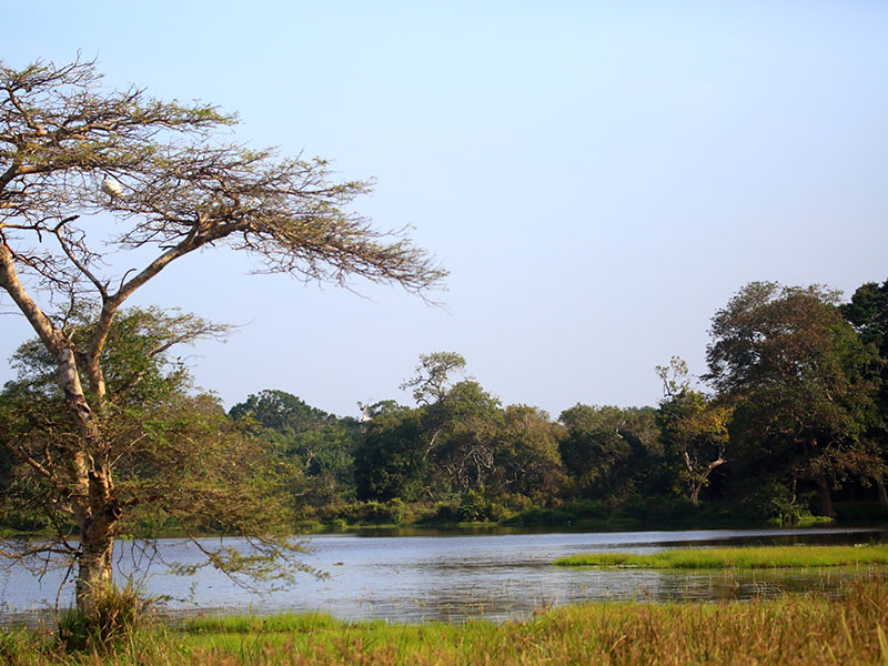 Wilpattu Safari Camping, Camping in Wilpattu, Safari Camping in Wilpattu, Wilpattu Safari Camping Tours, Camping Safaris in Wilpattu, Wilpattu Safari Camp, Wilpattu Camping, Safari Camping in Wilpattu, Wilpattu Camping Safari Tours