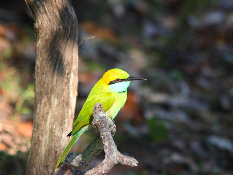 Wilpattu Safari Camping, Camping in Wilpattu, Safari Camping in Wilpattu, Wilpattu Safari Camping Tours, Camping Safaris in Wilpattu, Wilpattu Safari Camp, Wilpattu Camping, Safari Camping in Wilpattu, Wilpattu Camping Safari Tours