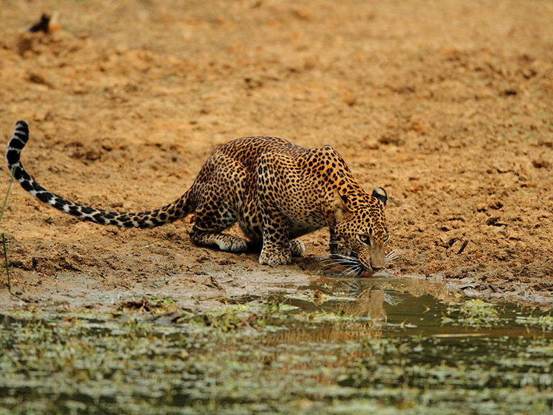 Wilpattu Safari Camping, Camping in Wilpattu, Safari Camping in Wilpattu, Wilpattu Safari Camping Tours, Camping Safaris in Wilpattu, Wilpattu Safari Camp, Wilpattu Camping, Safari Camping in Wilpattu, Wilpattu Camping Safari Tours