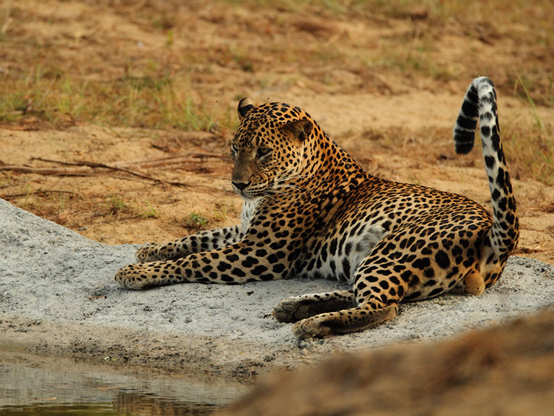 Wilpattu Safari Camping, Camping in Wilpattu, Safari Camping in Wilpattu, Wilpattu Safari Camping Tours, Camping Safaris in Wilpattu, Wilpattu Safari Camp, Wilpattu Camping, Safari Camping in Wilpattu, Wilpattu Camping Safari Tours