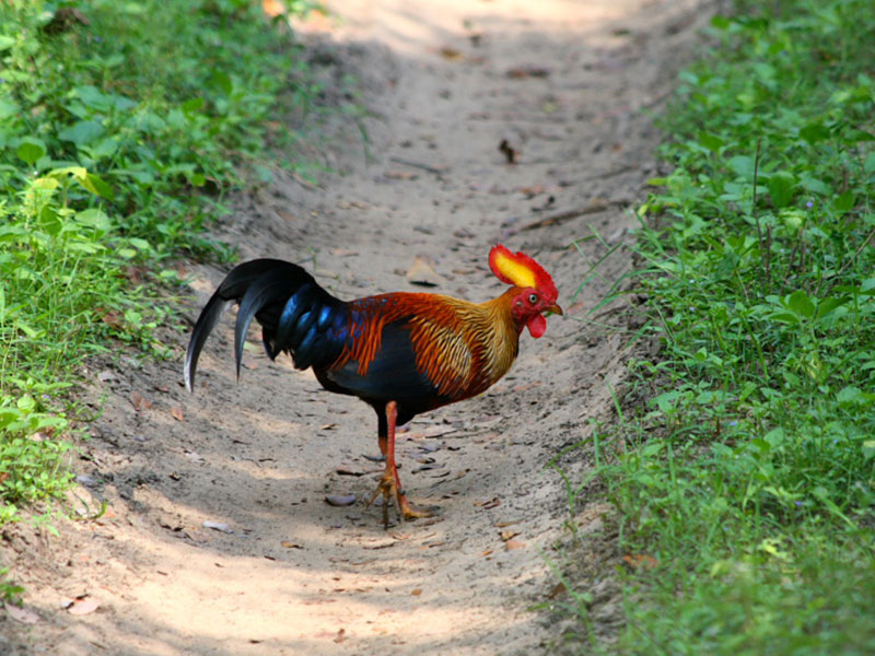 Wilpattu Safari Camping, Camping in Wilpattu, Safari Camping in Wilpattu, Wilpattu Safari Camping Tours, Camping Safaris in Wilpattu, Wilpattu Safari Camp, Wilpattu Camping, Safari Camping in Wilpattu, Wilpattu Camping Safari Tours