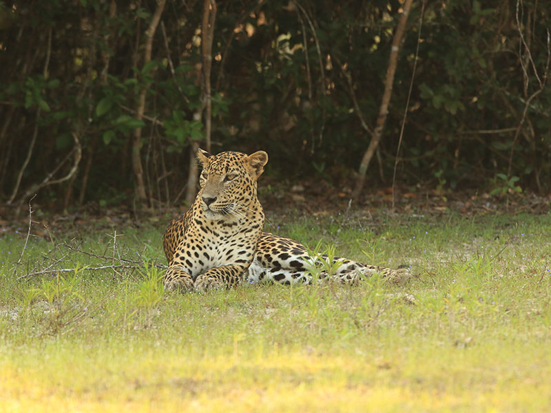 Wilpattu Safari Camping, Camping in Wilpattu, Safari Camping in Wilpattu, Wilpattu Safari Camping Tours, Camping Safaris in Wilpattu, Wilpattu Safari Camp, Wilpattu Camping, Safari Camping in Wilpattu, Wilpattu Camping Safari Tours