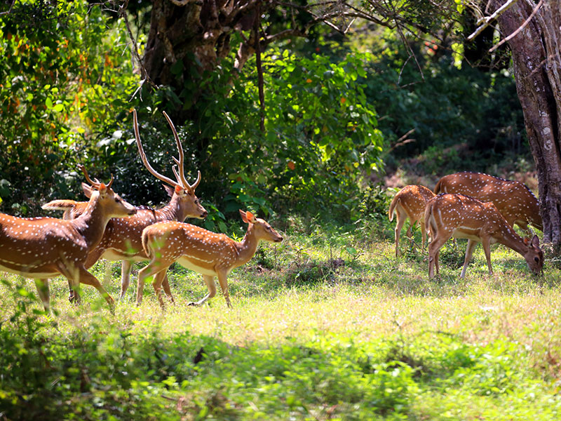 Wilpattu Safari Camping, Camping in Wilpattu, Safari Camping in Wilpattu, Wilpattu Safari Camping Tours, Camping Safaris in Wilpattu, Wilpattu Safari Camp, Wilpattu Camping, Safari Camping in Wilpattu, Wilpattu Camping Safari Tours