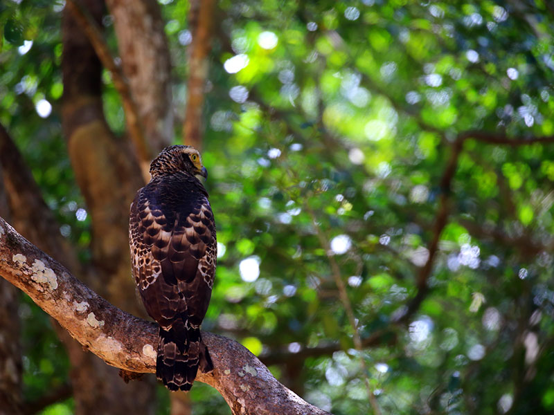 Wilpattu Safari Camping, Camping in Wilpattu, Safari Camping in Wilpattu, Wilpattu Safari Camping Tours, Camping Safaris in Wilpattu, Wilpattu Safari Camp, Wilpattu Camping, Safari Camping in Wilpattu, Wilpattu Camping Safari Tours