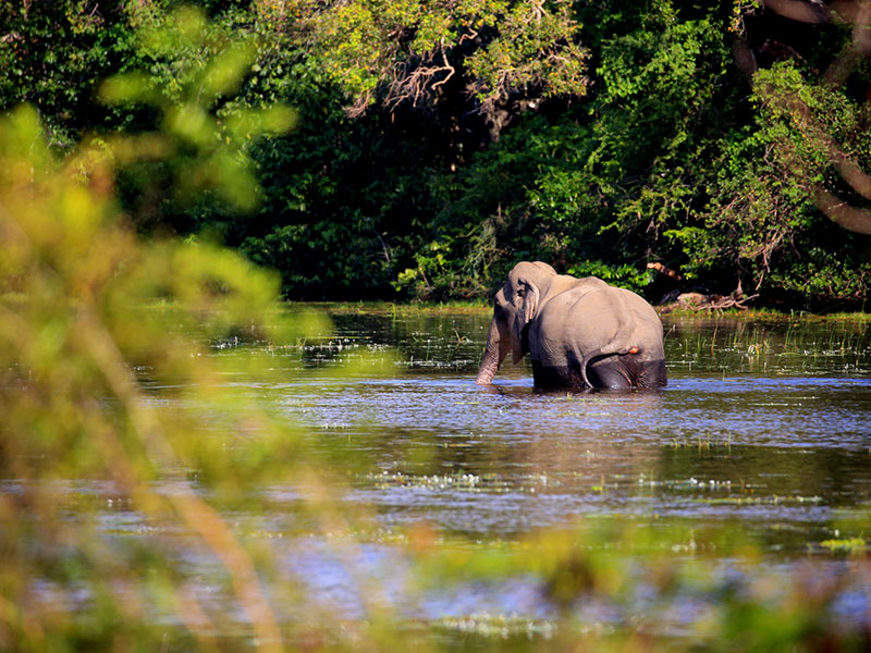 Wilpattu Safari Camping, Camping in Wilpattu, Safari Camping in Wilpattu, Wilpattu Safari Camping Tours, Camping Safaris in Wilpattu, Wilpattu Safari Camp, Wilpattu Camping, Safari Camping in Wilpattu, Wilpattu Camping Safari Tours