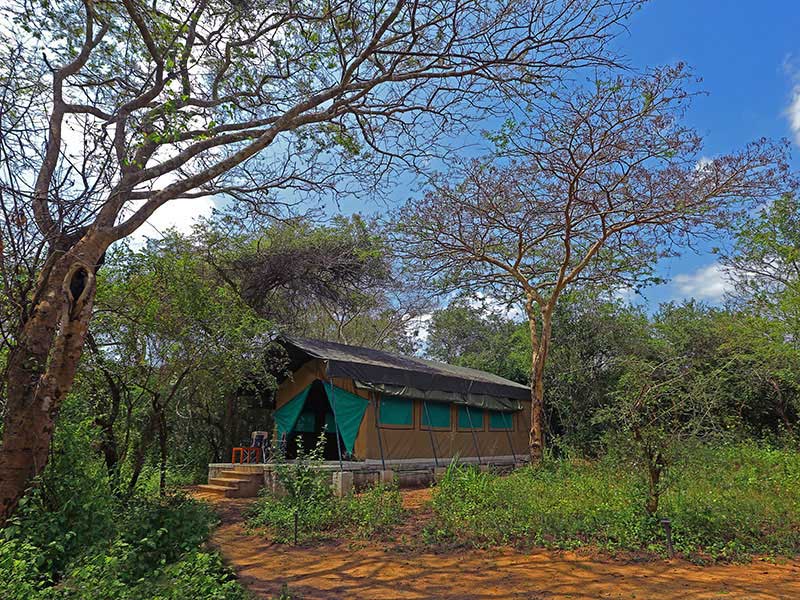 Wilpattu Safari Camping, Camping in Wilpattu, Safari Camping in Wilpattu, Wilpattu Safari Camping Tours, Camping Safaris in Wilpattu, Wilpattu Safari Camp, Wilpattu Camping, Safari Camping in Wilpattu, Wilpattu Camping Safari Tours
