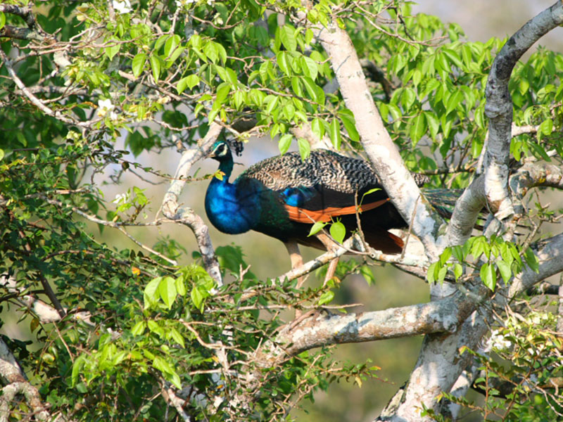 Wilpattu Safari Camping, Camping in Wilpattu, Safari Camping in Wilpattu, Wilpattu Safari Camping Tours, Camping Safaris in Wilpattu, Wilpattu Safari Camp, Wilpattu Camping, Safari Camping in Wilpattu, Wilpattu Camping Safari Tours