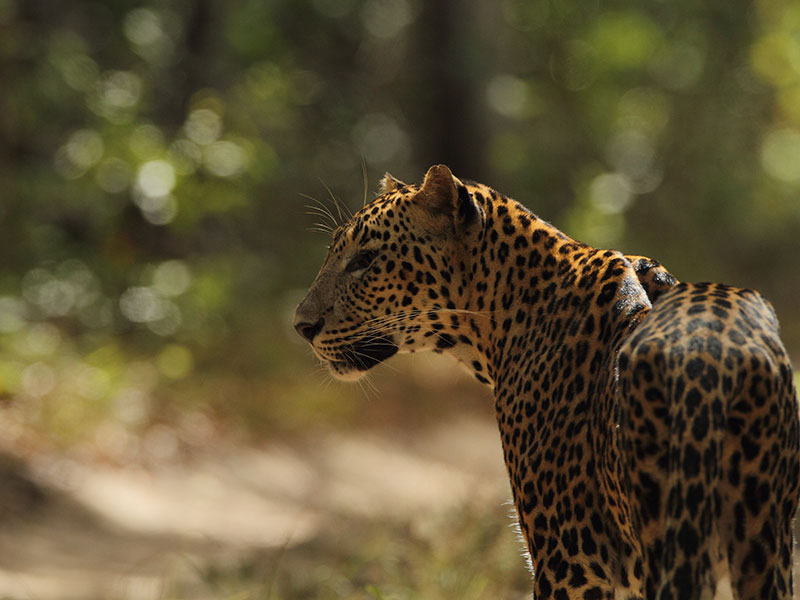 Wilpattu Safari Camping, Camping in Wilpattu, Safari Camping in Wilpattu, Wilpattu Safari Camping Tours, Camping Safaris in Wilpattu, Wilpattu Safari Camp, Wilpattu Camping, Safari Camping in Wilpattu, Wilpattu Camping Safari Tours
