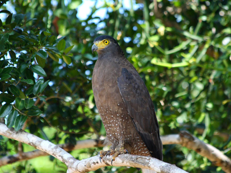 Wilpattu Safari Camping, Camping in Wilpattu, Safari Camping in Wilpattu, Wilpattu Safari Camping Tours, Camping Safaris in Wilpattu, Wilpattu Safari Camp, Wilpattu Camping, Safari Camping in Wilpattu, Wilpattu Camping Safari Tours