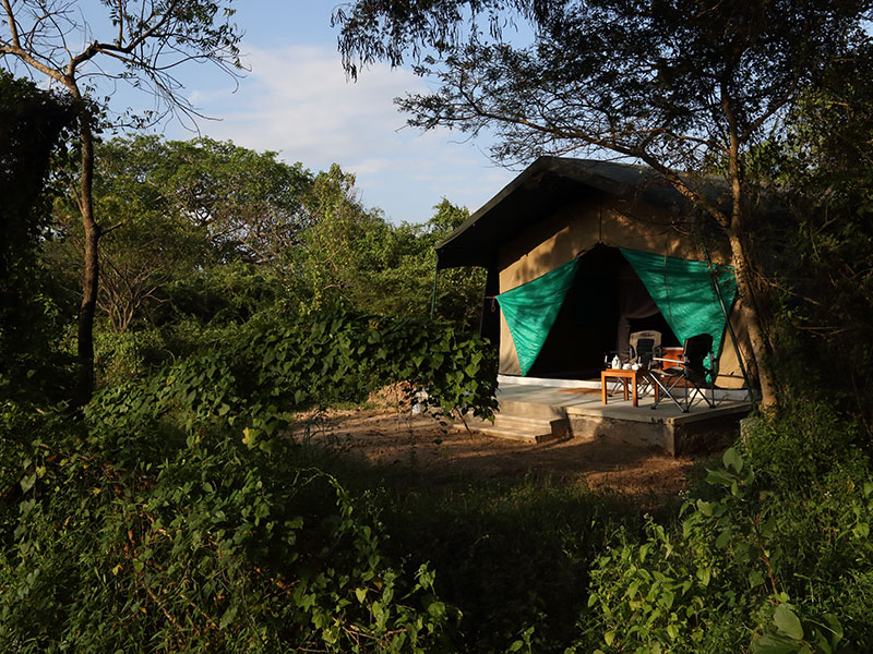 Wilpattu Safari Camping, Camping in Wilpattu, Safari Camping in Wilpattu, Wilpattu Safari Camping Tours, Camping Safaris in Wilpattu, Wilpattu Safari Camp, Wilpattu Camping, Safari Camping in Wilpattu, Wilpattu Camping Safari Tours