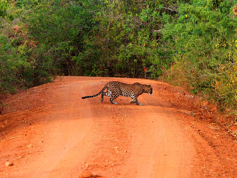 Yala Safari Camping, Camping Safari in Yala, Yala Camping, Camping in Yala, Camping in Yala, Yala Camping in Yala National Park, Yala Camping in Yala Park, Camping Safari in Yala National Park, Yala Camping Tours, Yala Safari Camping Tours, Yala Safari Camping Holidays, Tented Yala Safari Camping, Yala Tented Safari Camping, Camping in Yala National Park, Yala Safari Camping, Tented Safari Camping in Yala, All inclusive Yala Safari Camping, Yala Luxury Safari Camping, Luxury Yala Safari Camping, Luxury Tented Safari Camping in Yala