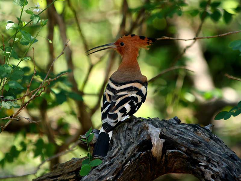 Yala Safari Camping, Camping Safari in Yala, Yala Camping, Camping in Yala, Camping in Yala, Yala Camping in Yala National Park, Yala Camping in Yala Park, Camping Safari in Yala National Park, Yala Camping Tours, Yala Safari Camping Tours, Yala Safari Camping Holidays, Tented Yala Safari Camping, Yala Tented Safari Camping, Camping in Yala National Park, Yala Safari Camping, Tented Safari Camping in Yala, All inclusive Yala Safari Camping, Yala Luxury Safari Camping, Luxury Yala Safari Camping, Luxury Tented Safari Camping in Yala