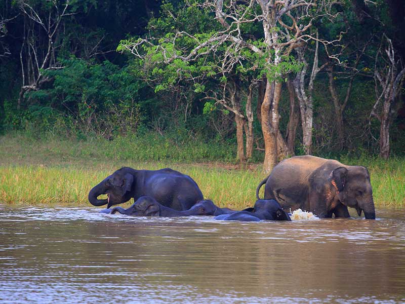 Yala Safari Camping, Camping Safari in Yala, Yala Camping, Camping in Yala, Camping in Yala, Yala Camping in Yala National Park, Yala Camping in Yala Park, Camping Safari in Yala National Park, Yala Camping Tours, Yala Safari Camping Tours, Yala Safari Camping Holidays, Tented Yala Safari Camping, Yala Tented Safari Camping, Camping in Yala National Park, Yala Safari Camping, Tented Safari Camping in Yala, All inclusive Yala Safari Camping, Yala Luxury Safari Camping, Luxury Yala Safari Camping, Luxury Tented Safari Camping in Yala