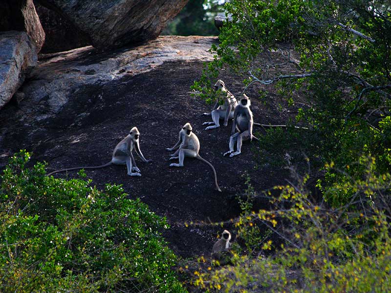 Yala Safari Camping, Camping Safari in Yala, Yala Camping, Camping in Yala, Camping in Yala, Yala Camping in Yala National Park, Yala Camping in Yala Park, Camping Safari in Yala National Park, Yala Camping Tours, Yala Safari Camping Tours, Yala Safari Camping Holidays, Tented Yala Safari Camping, Yala Tented Safari Camping, Camping in Yala National Park, Yala Safari Camping, Tented Safari Camping in Yala, All inclusive Yala Safari Camping, Yala Luxury Safari Camping, Luxury Yala Safari Camping, Luxury Tented Safari Camping in Yala