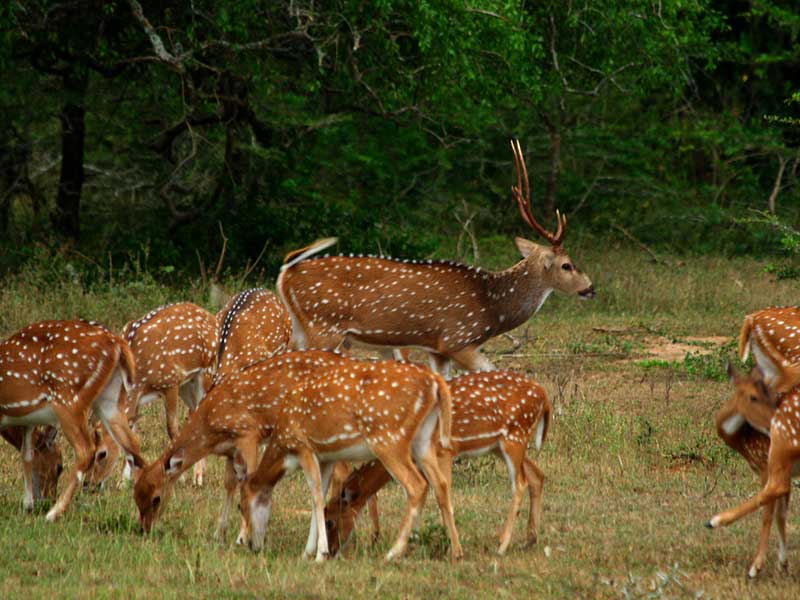 Yala Safari Camping, Camping Safari in Yala, Yala Camping, Camping in Yala, Camping in Yala, Yala Camping in Yala National Park, Yala Camping in Yala Park, Camping Safari in Yala National Park, Yala Camping Tours, Yala Safari Camping Tours, Yala Safari Camping Holidays, Tented Yala Safari Camping, Yala Tented Safari Camping, Camping in Yala National Park, Yala Safari Camping, Tented Safari Camping in Yala, All inclusive Yala Safari Camping, Yala Luxury Safari Camping, Luxury Yala Safari Camping, Luxury Tented Safari Camping in Yala