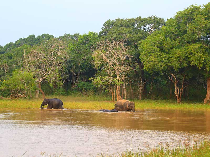 Yala Safari Camping, Camping Safari in Yala, Yala Camping, Camping in Yala, Camping in Yala, Yala Camping in Yala National Park, Yala Camping in Yala Park, Camping Safari in Yala National Park, Yala Camping Tours, Yala Safari Camping Tours, Yala Safari Camping Holidays, Tented Yala Safari Camping, Yala Tented Safari Camping, Camping in Yala National Park, Yala Safari Camping, Tented Safari Camping in Yala, All inclusive Yala Safari Camping, Yala Luxury Safari Camping, Luxury Yala Safari Camping, Luxury Tented Safari Camping in Yala