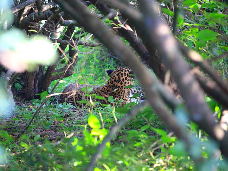 Yala Safari Camping, Camping Safari in Yala, Yala Camping, Camping in Yala, Camping in Yala, Yala Camping in Yala National Park, Yala Camping in Yala Park, Camping Safari in Yala National Park, Yala Camping Tours, Yala Safari Camping Tours, Yala Safari Camping Holidays, Tented Yala Safari Camping, Yala Tented Safari Camping, Camping in Yala National Park, Yala Safari Camping, Tented Safari Camping in Yala, All inclusive Yala Safari Camping, Yala Luxury Safari Camping, Luxury Yala Safari Camping, Luxury Tented Safari Camping in Yala