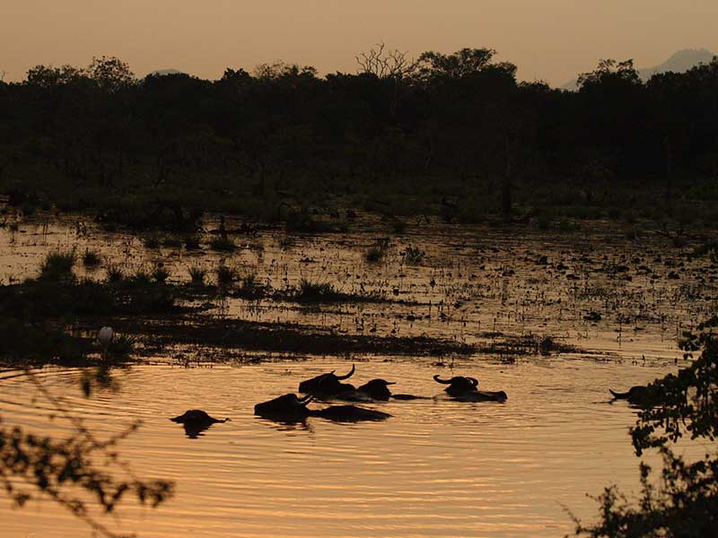 Yala Safari Camping, Camping Safari in Yala, Yala Camping, Camping in Yala, Camping in Yala, Yala Camping in Yala National Park, Yala Camping in Yala Park, Camping Safari in Yala National Park, Yala Camping Tours, Yala Safari Camping Tours, Yala Safari Camping Holidays, Tented Yala Safari Camping, Yala Tented Safari Camping, Camping in Yala National Park, Yala Safari Camping, Tented Safari Camping in Yala, All inclusive Yala Safari Camping, Yala Luxury Safari Camping, Luxury Yala Safari Camping, Luxury Tented Safari Camping in Yala