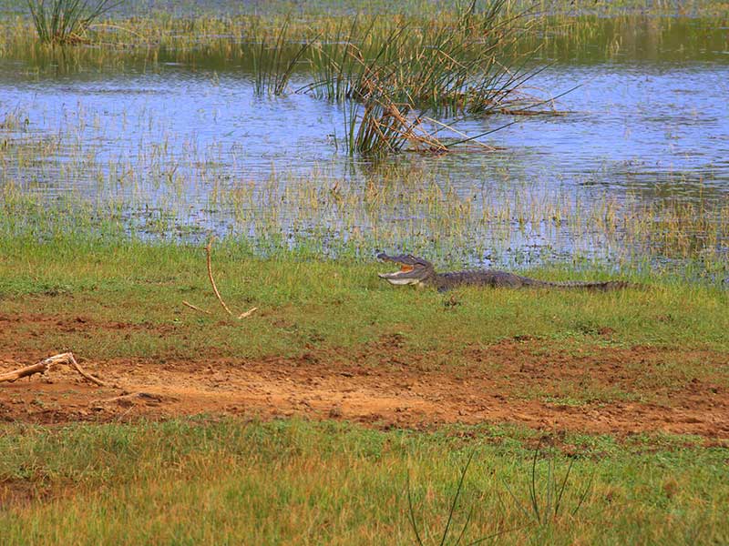 Yala Safari Camping, Camping Safari in Yala, Yala Camping, Camping in Yala, Camping in Yala, Yala Camping in Yala National Park, Yala Camping in Yala Park, Camping Safari in Yala National Park, Yala Camping Tours, Yala Safari Camping Tours, Yala Safari Camping Holidays, Tented Yala Safari Camping, Yala Tented Safari Camping, Camping in Yala National Park, Yala Safari Camping, Tented Safari Camping in Yala, All inclusive Yala Safari Camping, Yala Luxury Safari Camping, Luxury Yala Safari Camping, Luxury Tented Safari Camping in Yala