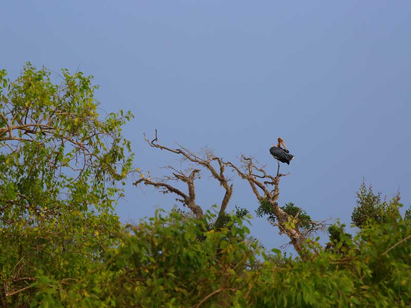 Yala Safari Camping, Camping Safari in Yala, Yala Camping, Camping in Yala, Camping in Yala, Yala Camping in Yala National Park, Yala Camping in Yala Park, Camping Safari in Yala National Park, Yala Camping Tours, Yala Safari Camping Tours, Yala Safari Camping Holidays, Tented Yala Safari Camping, Yala Tented Safari Camping, Camping in Yala National Park, Yala Safari Camping, Tented Safari Camping in Yala, All inclusive Yala Safari Camping, Yala Luxury Safari Camping, Luxury Yala Safari Camping, Luxury Tented Safari Camping in Yala