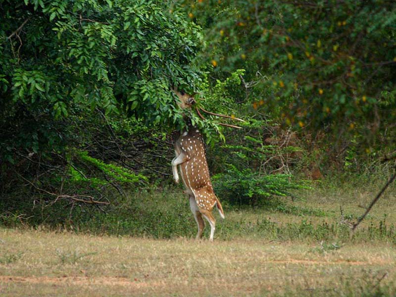 Yala Safari Camping, Camping Safari in Yala, Yala Camping, Camping in Yala, Camping in Yala, Yala Camping in Yala National Park, Yala Camping in Yala Park, Camping Safari in Yala National Park, Yala Camping Tours, Yala Safari Camping Tours, Yala Safari Camping Holidays, Tented Yala Safari Camping, Yala Tented Safari Camping, Camping in Yala National Park, Yala Safari Camping, Tented Safari Camping in Yala, All inclusive Yala Safari Camping, Yala Luxury Safari Camping, Luxury Yala Safari Camping, Luxury Tented Safari Camping in Yala