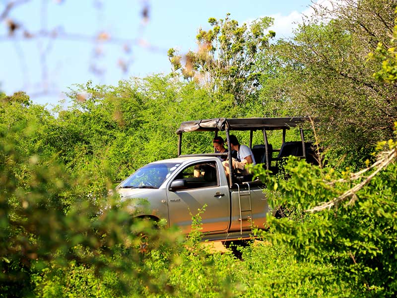 Yala Safari Camping, Camping Safari in Yala, Yala Camping, Camping in Yala, Camping in Yala, Yala Camping in Yala National Park, Yala Camping in Yala Park, Camping Safari in Yala National Park, Yala Camping Tours, Yala Safari Camping Tours, Yala Safari Camping Holidays, Tented Yala Safari Camping, Yala Tented Safari Camping, Camping in Yala National Park, Yala Safari Camping, Tented Safari Camping in Yala, All inclusive Yala Safari Camping, Yala Luxury Safari Camping, Luxury Yala Safari Camping, Luxury Tented Safari Camping in Yala