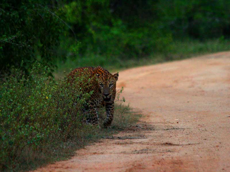 Yala Safari Camping, Camping Safari in Yala, Yala Camping, Camping in Yala, Camping in Yala, Yala Camping in Yala National Park, Yala Camping in Yala Park, Camping Safari in Yala National Park, Yala Camping Tours, Yala Safari Camping Tours, Yala Safari Camping Holidays, Tented Yala Safari Camping, Yala Tented Safari Camping, Camping in Yala National Park, Yala Safari Camping, Tented Safari Camping in Yala, All inclusive Yala Safari Camping, Yala Luxury Safari Camping, Luxury Yala Safari Camping, Luxury Tented Safari Camping in Yala