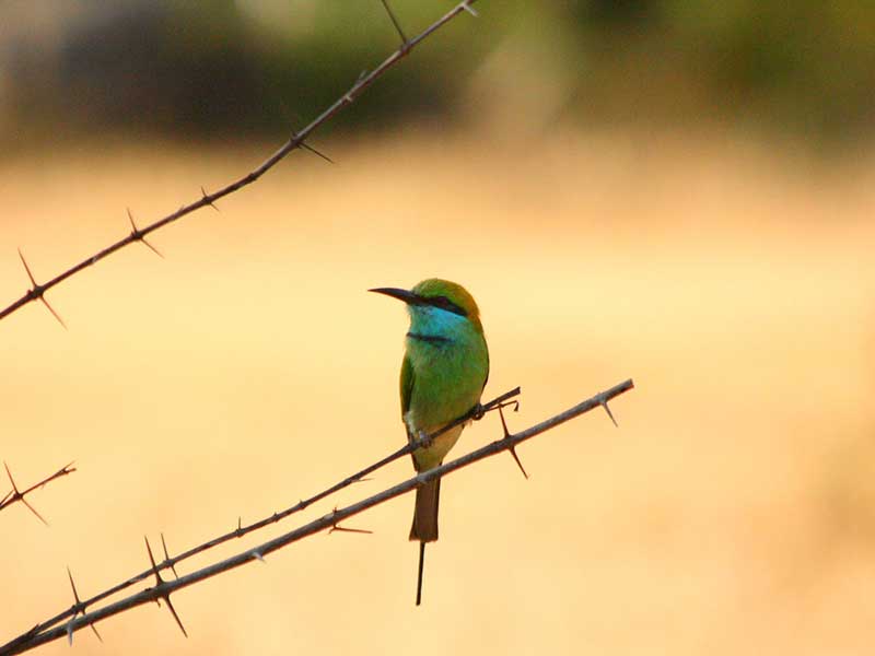 Yala Safari Camping, Camping Safari in Yala, Yala Camping, Camping in Yala, Camping in Yala, Yala Camping in Yala National Park, Yala Camping in Yala Park, Camping Safari in Yala National Park, Yala Camping Tours, Yala Safari Camping Tours, Yala Safari Camping Holidays, Tented Yala Safari Camping, Yala Tented Safari Camping, Camping in Yala National Park, Yala Safari Camping, Tented Safari Camping in Yala, All inclusive Yala Safari Camping, Yala Luxury Safari Camping, Luxury Yala Safari Camping, Luxury Tented Safari Camping in Yala