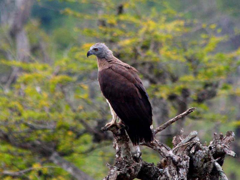 Yala Safari Camping, Camping Safari in Yala, Yala Camping, Camping in Yala, Camping in Yala, Yala Camping in Yala National Park, Yala Camping in Yala Park, Camping Safari in Yala National Park, Yala Camping Tours, Yala Safari Camping Tours, Yala Safari Camping Holidays, Tented Yala Safari Camping, Yala Tented Safari Camping, Camping in Yala National Park, Yala Safari Camping, Tented Safari Camping in Yala, All inclusive Yala Safari Camping, Yala Luxury Safari Camping, Luxury Yala Safari Camping, Luxury Tented Safari Camping in Yala