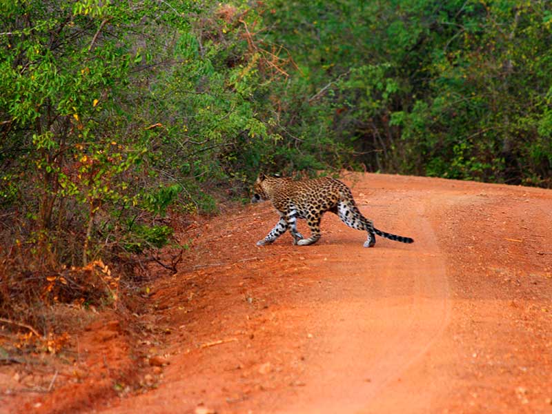 Yala Safari Camping, Camping Safari in Yala, Yala Camping, Camping in Yala, Camping in Yala, Yala Camping in Yala National Park, Yala Camping in Yala Park, Camping Safari in Yala National Park, Yala Camping Tours, Yala Safari Camping Tours, Yala Safari Camping Holidays, Tented Yala Safari Camping, Yala Tented Safari Camping, Camping in Yala National Park, Yala Safari Camping, Tented Safari Camping in Yala, All inclusive Yala Safari Camping, Yala Luxury Safari Camping, Luxury Yala Safari Camping, Luxury Tented Safari Camping in Yala