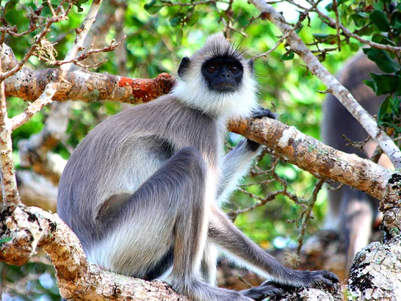 Yala Safari Camping, Camping Safari in Yala, Yala Camping, Camping in Yala, Camping in Yala, Yala Camping in Yala National Park, Yala Camping in Yala Park, Camping Safari in Yala National Park, Yala Camping Tours, Yala Safari Camping Tours, Yala Safari Camping Holidays, Tented Yala Safari Camping, Yala Tented Safari Camping, Camping in Yala National Park, Yala Safari Camping, Tented Safari Camping in Yala, All inclusive Yala Safari Camping, Yala Luxury Safari Camping, Luxury Yala Safari Camping, Luxury Tented Safari Camping in Yala