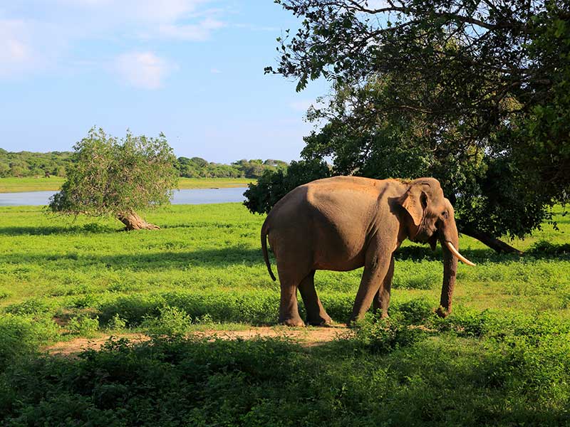 Yala Safari Camping, Camping Safari in Yala, Yala Camping, Camping in Yala, Camping in Yala, Yala Camping in Yala National Park, Yala Camping in Yala Park, Camping Safari in Yala National Park, Yala Camping Tours, Yala Safari Camping Tours, Yala Safari Camping Holidays, Tented Yala Safari Camping, Yala Tented Safari Camping, Camping in Yala National Park, Yala Safari Camping, Tented Safari Camping in Yala, All inclusive Yala Safari Camping, Yala Luxury Safari Camping, Luxury Yala Safari Camping, Luxury Tented Safari Camping in Yala