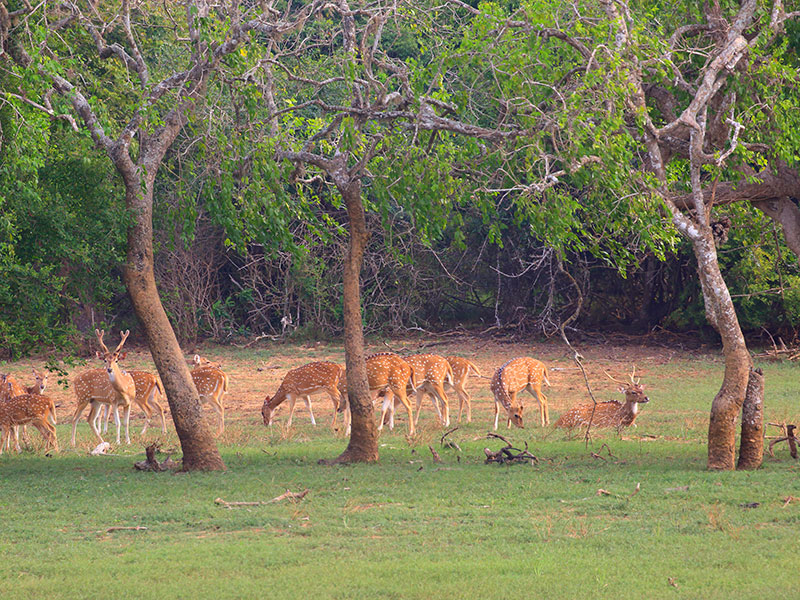 Yala Safari Camping, Camping Safari in Yala, Yala Camping, Camping in Yala, Camping in Yala, Yala Camping in Yala National Park, Yala Camping in Yala Park, Camping Safari in Yala National Park, Yala Camping Tours, Yala Safari Camping Tours, Yala Safari Camping Holidays, Tented Yala Safari Camping, Yala Tented Safari Camping, Camping in Yala National Park, Yala Safari Camping, Tented Safari Camping in Yala, All inclusive Yala Safari Camping, Yala Luxury Safari Camping, Luxury Yala Safari Camping, Luxury Tented Safari Camping in Yala