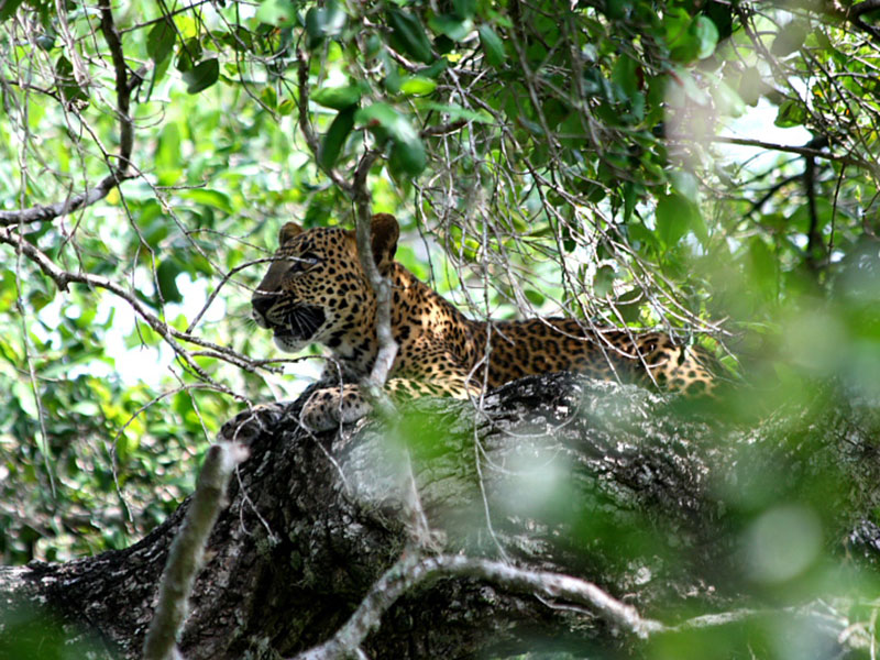 Yala Safari Camping, Camping Safari in Yala, Yala Camping, Camping in Yala, Camping in Yala, Yala Camping in Yala National Park, Yala Camping in Yala Park, Camping Safari in Yala National Park, Yala Camping Tours, Yala Safari Camping Tours, Yala Safari Camping Holidays, Tented Yala Safari Camping, Yala Tented Safari Camping, Camping in Yala National Park, Yala Safari Camping, Tented Safari Camping in Yala, All inclusive Yala Safari Camping, Yala Luxury Safari Camping, Luxury Yala Safari Camping, Luxury Tented Safari Camping in Yala