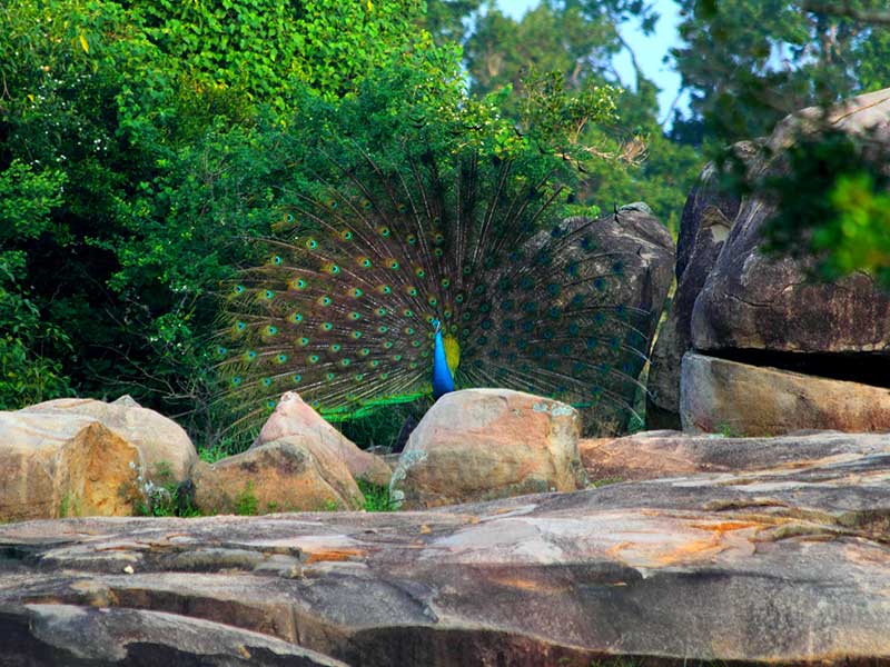 Yala Safari Camping, Camping Safari in Yala, Yala Camping, Camping in Yala, Camping in Yala, Yala Camping in Yala National Park, Yala Camping in Yala Park, Camping Safari in Yala National Park, Yala Camping Tours, Yala Safari Camping Tours, Yala Safari Camping Holidays, Tented Yala Safari Camping, Yala Tented Safari Camping, Camping in Yala National Park, Yala Safari Camping, Tented Safari Camping in Yala, All inclusive Yala Safari Camping, Yala Luxury Safari Camping, Luxury Yala Safari Camping, Luxury Tented Safari Camping in Yala