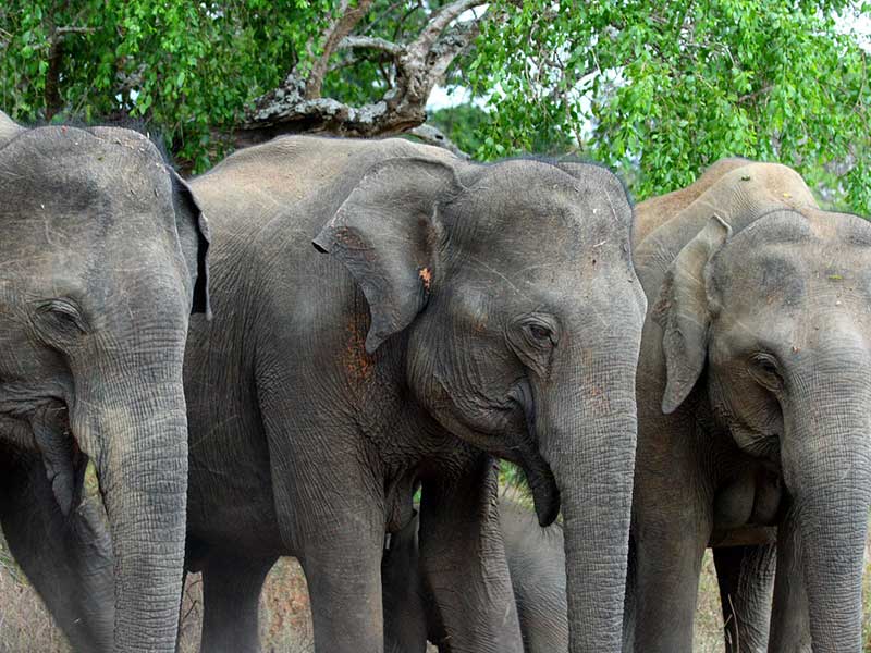 Yala Safari Camping, Camping Safari in Yala, Yala Camping, Camping in Yala, Camping in Yala, Yala Camping in Yala National Park, Yala Camping in Yala Park, Camping Safari in Yala National Park, Yala Camping Tours, Yala Safari Camping Tours, Yala Safari Camping Holidays, Tented Yala Safari Camping, Yala Tented Safari Camping, Camping in Yala National Park, Yala Safari Camping, Tented Safari Camping in Yala, All inclusive Yala Safari Camping, Yala Luxury Safari Camping, Luxury Yala Safari Camping, Luxury Tented Safari Camping in Yala