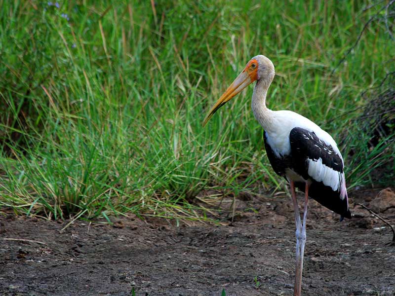 Yala Safari Camping, Camping Safari in Yala, Yala Camping, Camping in Yala, Camping in Yala, Yala Camping in Yala National Park, Yala Camping in Yala Park, Camping Safari in Yala National Park, Yala Camping Tours, Yala Safari Camping Tours, Yala Safari Camping Holidays, Tented Yala Safari Camping, Yala Tented Safari Camping, Camping in Yala National Park, Yala Safari Camping, Tented Safari Camping in Yala, All inclusive Yala Safari Camping, Yala Luxury Safari Camping, Luxury Yala Safari Camping, Luxury Tented Safari Camping in Yala