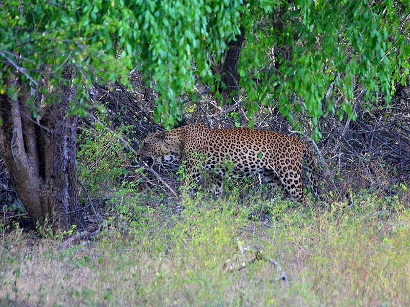 Yala Safari Camping, Camping Safari in Yala, Yala Camping, Camping in Yala, Camping in Yala, Yala Camping in Yala National Park, Yala Camping in Yala Park, Camping Safari in Yala National Park, Yala Camping Tours, Yala Safari Camping Tours, Yala Safari Camping Holidays, Tented Yala Safari Camping, Yala Tented Safari Camping, Camping in Yala National Park, Yala Safari Camping, Tented Safari Camping in Yala, All inclusive Yala Safari Camping, Yala Luxury Safari Camping, Luxury Yala Safari Camping, Luxury Tented Safari Camping in Yala