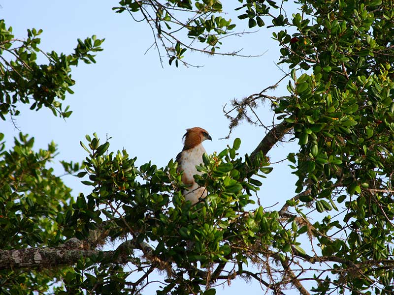 Yala Safari Camping, Camping Safari in Yala, Yala Camping, Camping in Yala, Camping in Yala, Yala Camping in Yala National Park, Yala Camping in Yala Park, Camping Safari in Yala National Park, Yala Camping Tours, Yala Safari Camping Tours, Yala Safari Camping Holidays, Tented Yala Safari Camping, Yala Tented Safari Camping, Camping in Yala National Park, Yala Safari Camping, Tented Safari Camping in Yala, All inclusive Yala Safari Camping, Yala Luxury Safari Camping, Luxury Yala Safari Camping, Luxury Tented Safari Camping in Yala