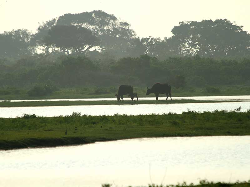 Yala Safari Camping, Camping Safari in Yala, Yala Camping, Camping in Yala, Camping in Yala, Yala Camping in Yala National Park, Yala Camping in Yala Park, Camping Safari in Yala National Park, Yala Camping Tours, Yala Safari Camping Tours, Yala Safari Camping Holidays, Tented Yala Safari Camping, Yala Tented Safari Camping, Camping in Yala National Park, Yala Safari Camping, Tented Safari Camping in Yala, All inclusive Yala Safari Camping, Yala Luxury Safari Camping, Luxury Yala Safari Camping, Luxury Tented Safari Camping in Yala