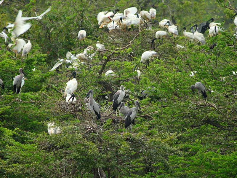 Yala Safari Camping, Camping Safari in Yala, Yala Camping, Camping in Yala, Camping in Yala, Yala Camping in Yala National Park, Yala Camping in Yala Park, Camping Safari in Yala National Park, Yala Camping Tours, Yala Safari Camping Tours, Yala Safari Camping Holidays, Tented Yala Safari Camping, Yala Tented Safari Camping, Camping in Yala National Park, Yala Safari Camping, Tented Safari Camping in Yala, All inclusive Yala Safari Camping, Yala Luxury Safari Camping, Luxury Yala Safari Camping, Luxury Tented Safari Camping in Yala
