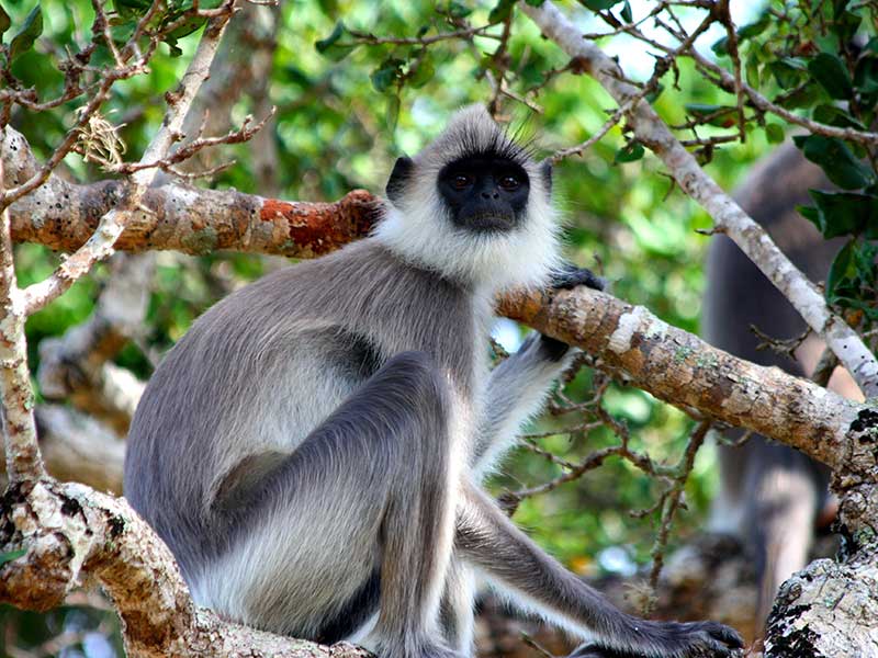 Yala Safari Camping, Camping Safari in Yala, Yala Camping, Camping in Yala, Camping in Yala, Yala Camping in Yala National Park, Yala Camping in Yala Park, Camping Safari in Yala National Park, Yala Camping Tours, Yala Safari Camping Tours, Yala Safari Camping Holidays, Tented Yala Safari Camping, Yala Tented Safari Camping, Camping in Yala National Park, Yala Safari Camping, Tented Safari Camping in Yala, All inclusive Yala Safari Camping, Yala Luxury Safari Camping, Luxury Yala Safari Camping, Luxury Tented Safari Camping in Yala