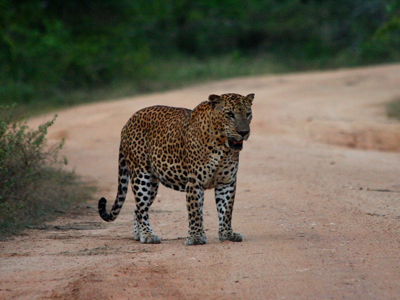 Yala Safari Camping, Camping Safari in Yala, Yala Camping, Camping in Yala, Camping in Yala, Yala Camping in Yala National Park, Yala Camping in Yala Park, Camping Safari in Yala National Park, Yala Camping Tours, Yala Safari Camping Tours, Yala Safari Camping Holidays, Tented Yala Safari Camping, Yala Tented Safari Camping, Camping in Yala National Park, Yala Safari Camping, Tented Safari Camping in Yala, All inclusive Yala Safari Camping, Yala Luxury Safari Camping, Luxury Yala Safari Camping, Luxury Tented Safari Camping in Yala