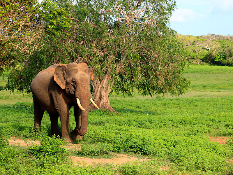 Yala Safari Camping, Camping Safari in Yala, Yala Camping, Camping in Yala, Camping in Yala, Yala Camping in Yala National Park, Yala Camping in Yala Park, Camping Safari in Yala National Park, Yala Camping Tours, Yala Safari Camping Tours, Yala Safari Camping Holidays, Tented Yala Safari Camping, Yala Tented Safari Camping, Camping in Yala National Park, Yala Safari Camping, Tented Safari Camping in Yala, All inclusive Yala Safari Camping, Yala Luxury Safari Camping, Luxury Yala Safari Camping, Luxury Tented Safari Camping in Yala