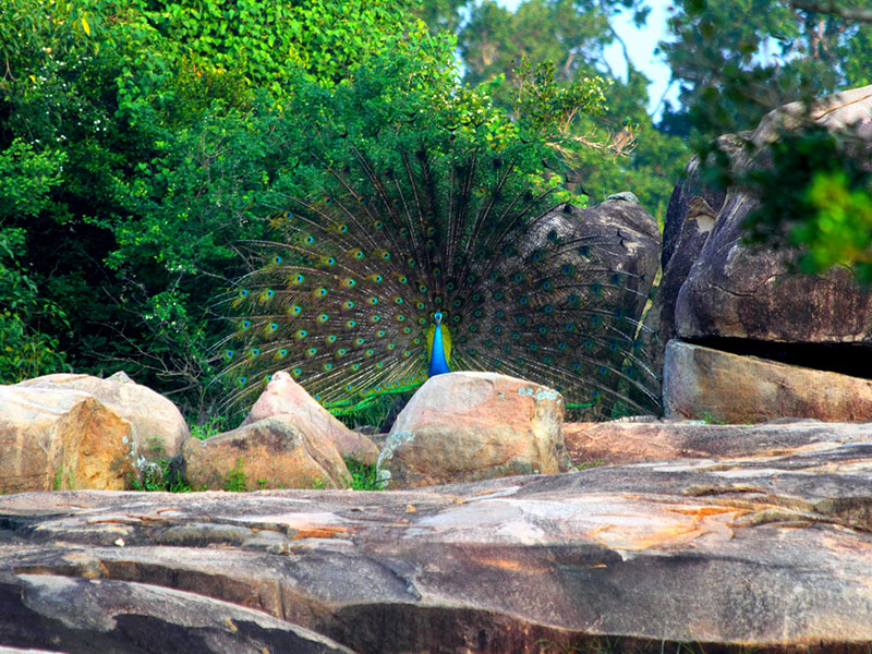 Yala Safari Camping, Camping Safari in Yala, Yala Camping, Camping in Yala, Camping in Yala, Yala Camping in Yala National Park, Yala Camping in Yala Park, Camping Safari in Yala National Park, Yala Camping Tours, Yala Safari Camping Tours, Yala Safari Camping Holidays, Tented Yala Safari Camping, Yala Tented Safari Camping, Camping in Yala National Park, Yala Safari Camping, Tented Safari Camping in Yala, All inclusive Yala Safari Camping, Yala Luxury Safari Camping, Luxury Yala Safari Camping, Luxury Tented Safari Camping in Yala