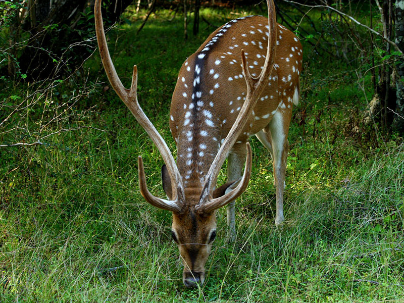 Yala Safari Camping, Camping Safari in Yala, Yala Camping, Camping in Yala, Camping in Yala, Yala Camping in Yala National Park, Yala Camping in Yala Park, Camping Safari in Yala National Park, Yala Camping Tours, Yala Safari Camping Tours, Yala Safari Camping Holidays, Tented Yala Safari Camping, Yala Tented Safari Camping, Camping in Yala National Park, Yala Safari Camping, Tented Safari Camping in Yala, All inclusive Yala Safari Camping, Yala Luxury Safari Camping, Luxury Yala Safari Camping, Luxury Tented Safari Camping in Yala