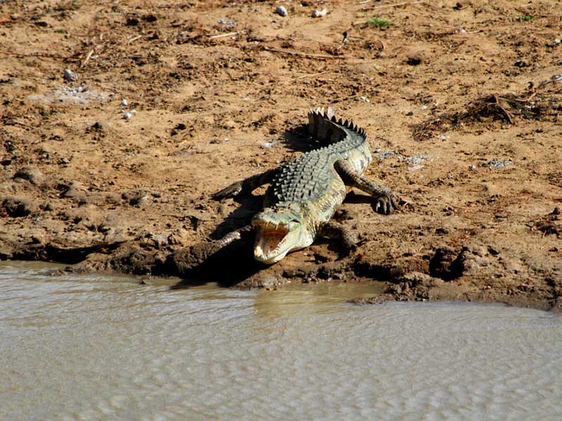 Yala Safari Camping, Camping Safari in Yala, Yala Camping, Camping in Yala, Camping in Yala, Yala Camping in Yala National Park, Yala Camping in Yala Park, Camping Safari in Yala National Park, Yala Camping Tours, Yala Safari Camping Tours, Yala Safari Camping Holidays, Tented Yala Safari Camping, Yala Tented Safari Camping, Camping in Yala National Park, Yala Safari Camping, Tented Safari Camping in Yala, All inclusive Yala Safari Camping, Yala Luxury Safari Camping, Luxury Yala Safari Camping, Luxury Tented Safari Camping in Yala