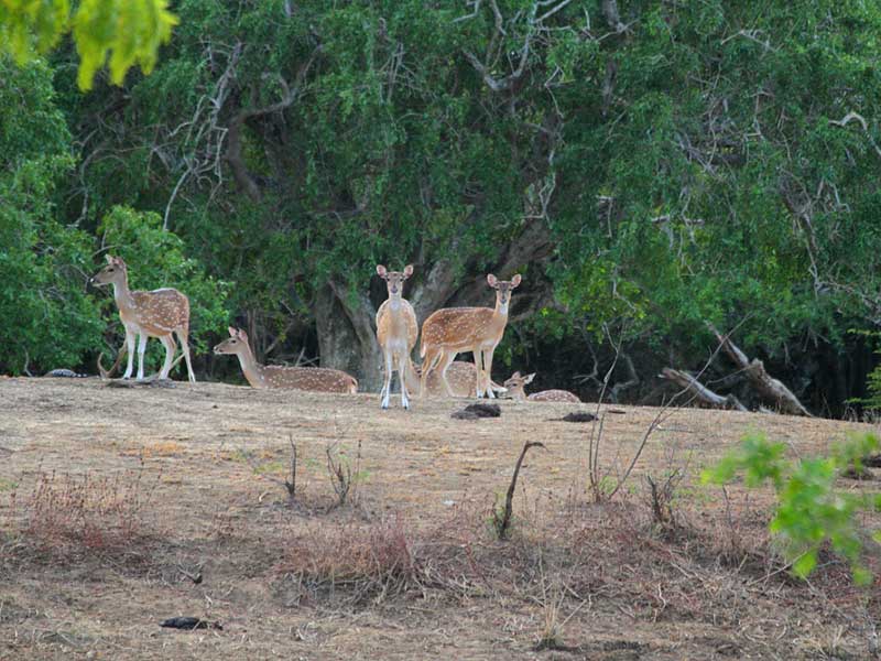 Yala Safari Camping, Camping Safari in Yala, Yala Camping, Camping in Yala, Camping in Yala, Yala Camping in Yala National Park, Yala Camping in Yala Park, Camping Safari in Yala National Park, Yala Camping Tours, Yala Safari Camping Tours, Yala Safari Camping Holidays, Tented Yala Safari Camping, Yala Tented Safari Camping, Camping in Yala National Park, Yala Safari Camping, Tented Safari Camping in Yala, All inclusive Yala Safari Camping, Yala Luxury Safari Camping, Luxury Yala Safari Camping, Luxury Tented Safari Camping in Yala